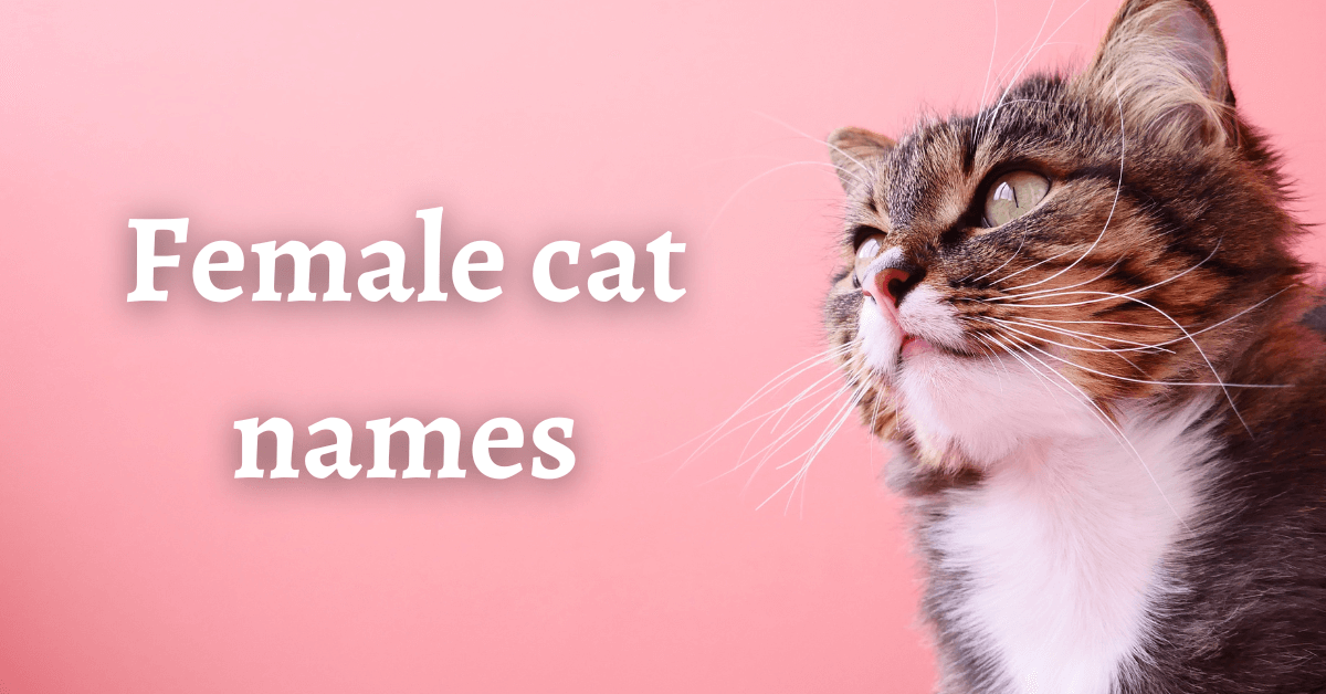 Female cat names