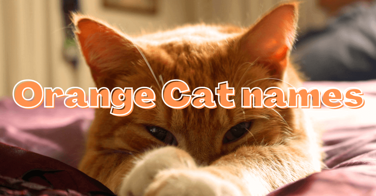 Orange Cat names