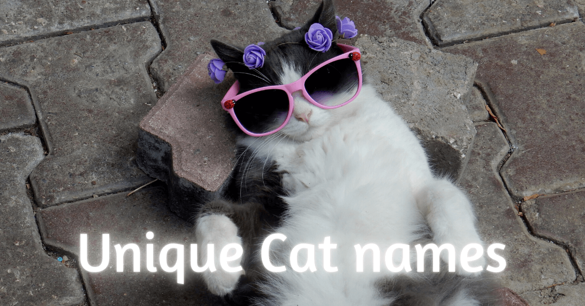 Unique Cat names