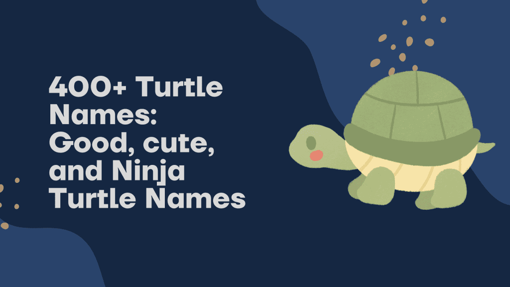 turtle names